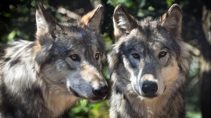 New study explains how humans cause cancer in wild animals. (Photo: Pixabay) New study explains how humans cause cancer in wild animals. (Photo: Pixabay)