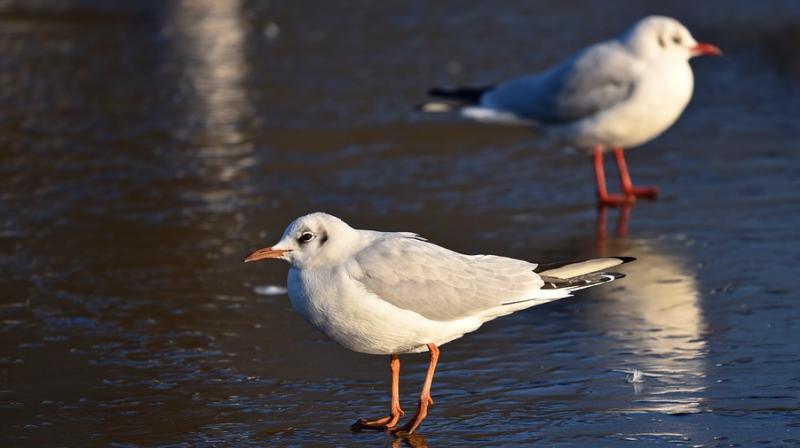 South Africa detects avian flu in seabirds. (Photo: Pixabay) South Africa detects avian flu in seabirds. (Photo: Pixabay)
