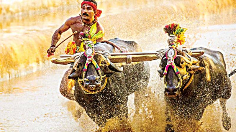 Earlier on January 30, the Karnataka High Court had adjourned the Kambala matter for two weeks and advised the petitioner to come back once the apex court passes a verdict on Tamil Nadu's bull taming sport Jallikattu. (Photo: File) Earlier on January 30, the Karnataka High Court had adjourned the Kambala matter for two weeks and advised the petitioner to come back once the apex court passes a verdict on Tamil Nadu's bull taming sport Jallikattu. (Photo: File)