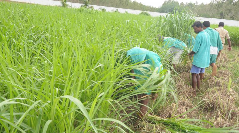 Gardening by jail inmates in Nellore Central prison. (Photo: DC) Gardening by jail inmates in Nellore Central prison. (Photo: DC)