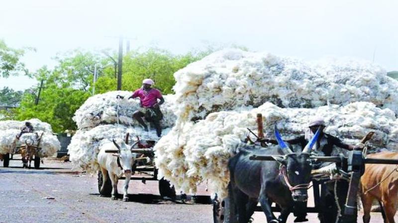 A small section of farmers who opted for cotton got good returns due to lower production. A small section of farmers who opted for cotton got good returns due to lower production.