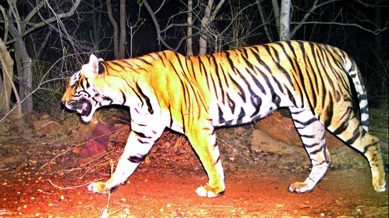 Tiger stands in top position in food chain in the forest. It consumes nearly 40 antelopes in addition to other animals per annum. Tiger stands in top position in food chain in the forest. It consumes nearly 40 antelopes in addition to other animals per annum.