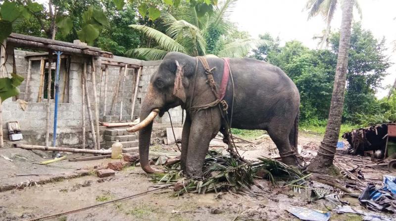 Balakrshnan tethered to coconut tree at Ananthankari. (Photo: DC) Balakrshnan tethered to coconut tree at Ananthankari. (Photo: DC)