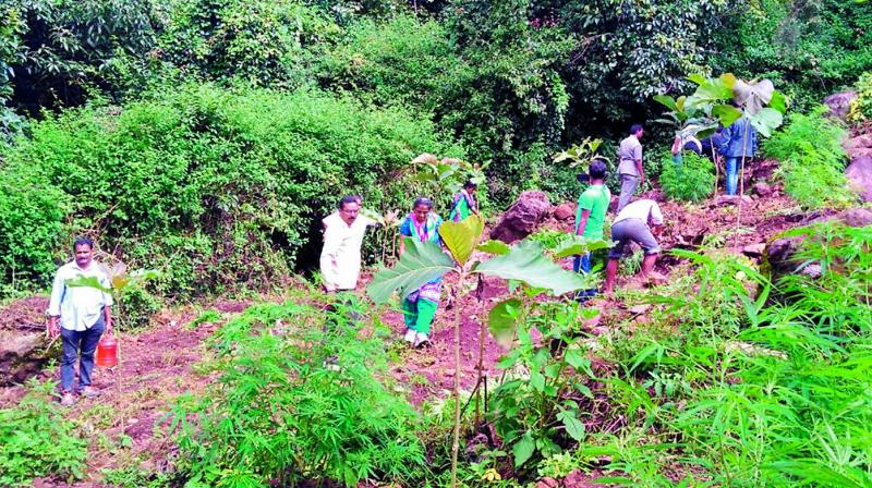 Personnel from forest department and other agencies destroy the ganja cultivation in Visakhapatnam Agency on Friday. (Photo: DC) Personnel from forest department and other agencies destroy the ganja cultivation in Visakhapatnam Agency on Friday. (Photo: DC)