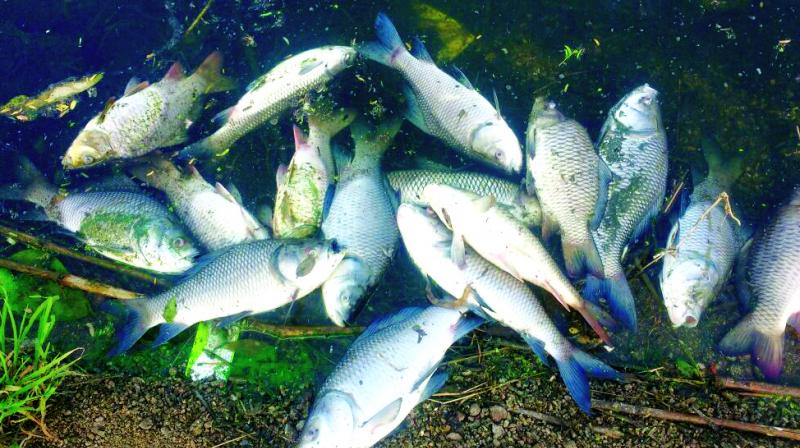 More than 5 varieties of fish killed in lake. More than 5 varieties of fish killed in lake.