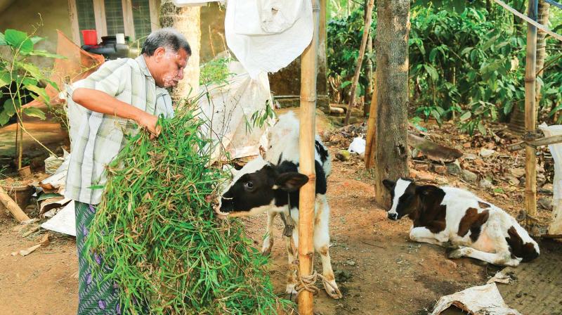 C. K. Saseendran, MLA, engaged in feeding cows. C. K. Saseendran, MLA, engaged in feeding cows.