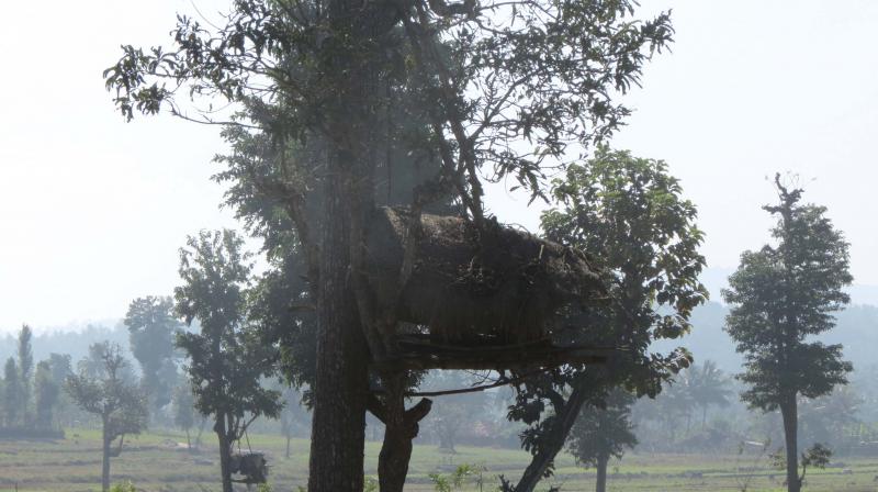 Guarding the crop: A tree hut where farmers used to stay at night to guard crops. A scene from a jungle village. Guarding the crop: A tree hut where farmers used to stay at night to guard crops. A scene from a jungle village.