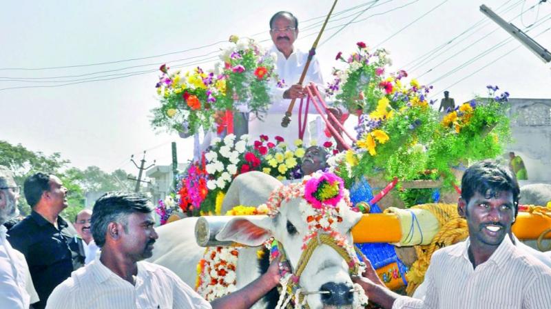 Vice President Venkaiah Naidu arrives in Pedanadipadu Arts & Science College on a bullock cart to attend Golden Jubilee Celebrations of Pedanadipadu Arts & Science College at Pedanandipadu village in Guntur district on Saturday. (Photo: DC) Vice President Venkaiah Naidu arrives in Pedanadipadu Arts & Science College on a bullock cart to attend Golden Jubilee Celebrations of Pedanadipadu Arts & Science College at Pedanandipadu village in Guntur district on Saturday. (Photo: DC)