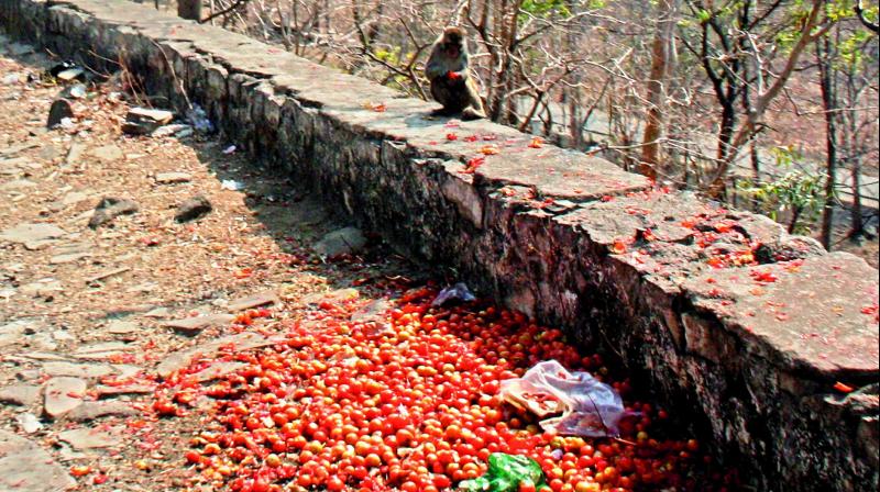 A monkey feeds on tomato crop left by farmers. A monkey feeds on tomato crop left by farmers.