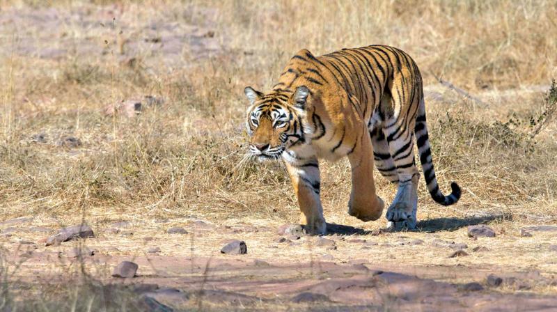 Nalla’s documentary will reinforce the need to sustain, as things can very easily continue to slip. Nalla’s documentary will reinforce the need to sustain, as things can very easily continue to slip.