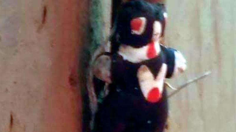 A black voodoo doll hung at the door of BJP office in Dharwad. A black voodoo doll hung at the door of BJP office in Dharwad.