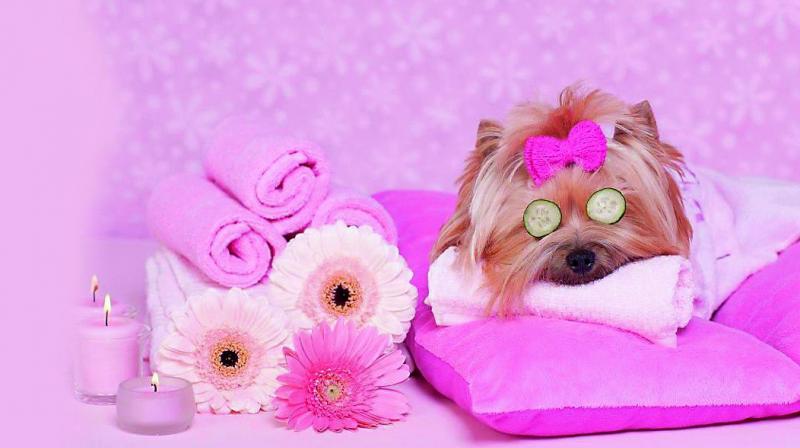 According to Euromonitor International, last year Indians spent Rs 19.8 billion on pet care. According to Euromonitor International, last year Indians spent Rs 19.8 billion on pet care.
