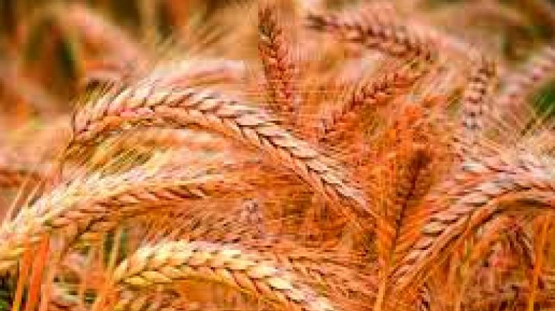 Warming is expected to lead to wetter conditions on average — with floods putting food production at risk — but agriculture could also be harmed by more frequent and prolonged droughts in some areas, researchers said. Warming is expected to lead to wetter conditions on average — with floods putting food production at risk — but agriculture could also be harmed by more frequent and prolonged droughts in some areas, researchers said.