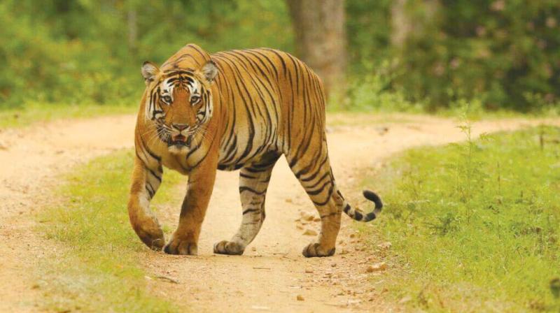 Tigers in their natural habitat at the National Park. Tigers in their natural habitat at the National Park.
