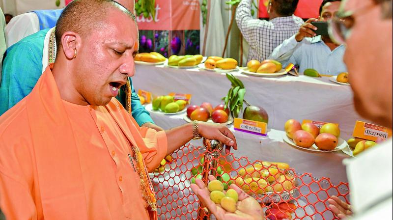 Uttar Pradesh Chief Minister Yogi Adityanath takes a round of the stalls after inaugurating the UP Mango Festival, in Lucknow on Saturday. (Photo: PTI) Uttar Pradesh Chief Minister Yogi Adityanath takes a round of the stalls after inaugurating the UP Mango Festival, in Lucknow on Saturday. (Photo: PTI)