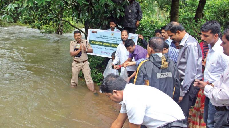 Fishlings of endangered native species being releasd into a rivulet in the Kudremukh National Park. Fishlings of endangered native species being releasd into a rivulet in the Kudremukh National Park.