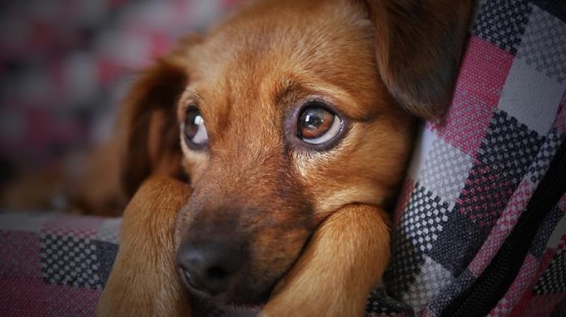Raw meat-based diet can lack important nutrients, which can lead to health problems, particularly in young animals. (Photo: Pixabay) Raw meat-based diet can lack important nutrients, which can lead to health problems, particularly in young animals. (Photo: Pixabay)