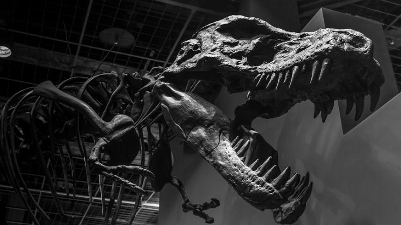 The skeleton, now on shows in the French city of Lyon to possible buyers such as museums or private collectors before the June 4 auction, is estimated to be worth between 1.2 million and 1.8 million euros. The skeleton, now on shows in the French city of Lyon to possible buyers such as museums or private collectors before the June 4 auction, is estimated to be worth between 1.2 million and 1.8 million euros.
