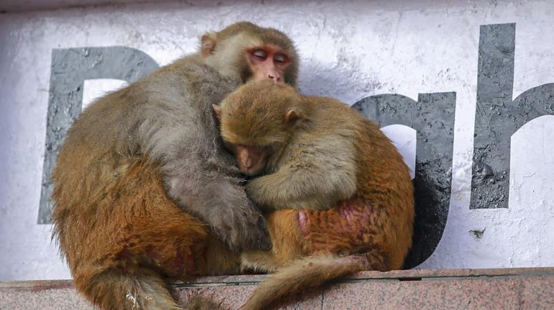 Scientists found that they could protect animal models from HIV by injecting them with neutralizing antibodies that were produced in the lab. (Photo: PTI) Scientists found that they could protect animal models from HIV by injecting them with neutralizing antibodies that were produced in the lab. (Photo: PTI)