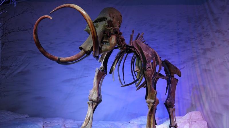 Fossil hunter refuses to reveal where he discovered ancient mammoth skeleton. (Photo: Pixabay) Fossil hunter refuses to reveal where he discovered ancient mammoth skeleton. (Photo: Pixabay)