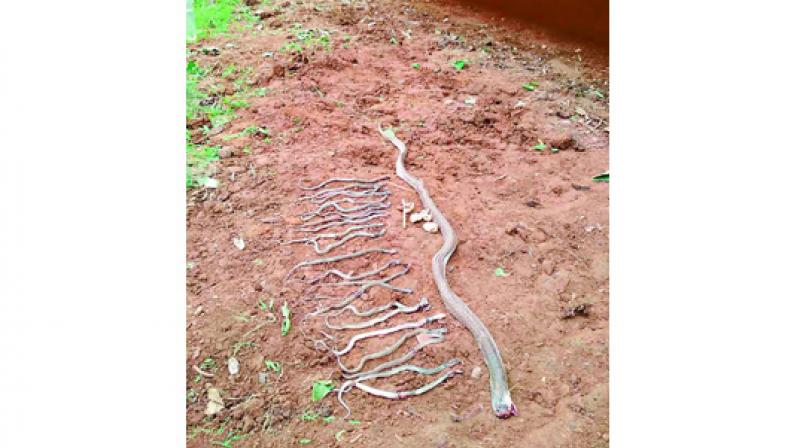 The adult and the 22 baby cobras killed. The adult and the 22 baby cobras killed.