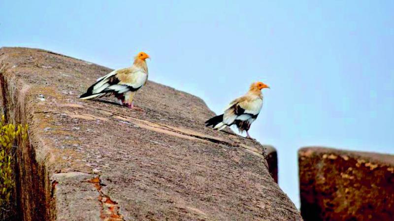 Egyptian vultures at Ratnagiri Fort Egyptian vultures at Ratnagiri Fort