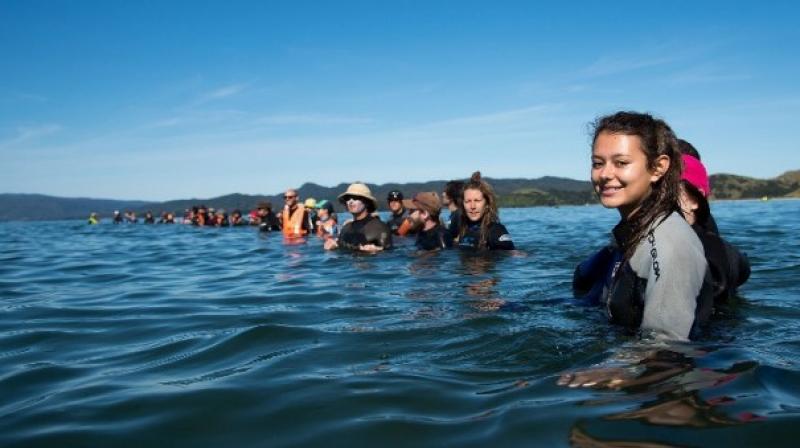 Whales are stranded at Farewell Spit near Nelson, New Zealand. (Photo: AFP) Whales are stranded at Farewell Spit near Nelson, New Zealand. (Photo: AFP)