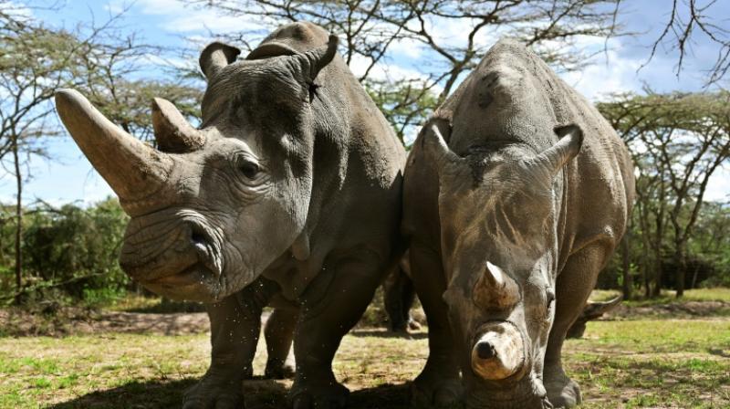 Science is the only hope for the northern white rhino after the death last year of the last male, named Sudan. (Photo: AFP) Science is the only hope for the northern white rhino after the death last year of the last male, named Sudan. (Photo: AFP)