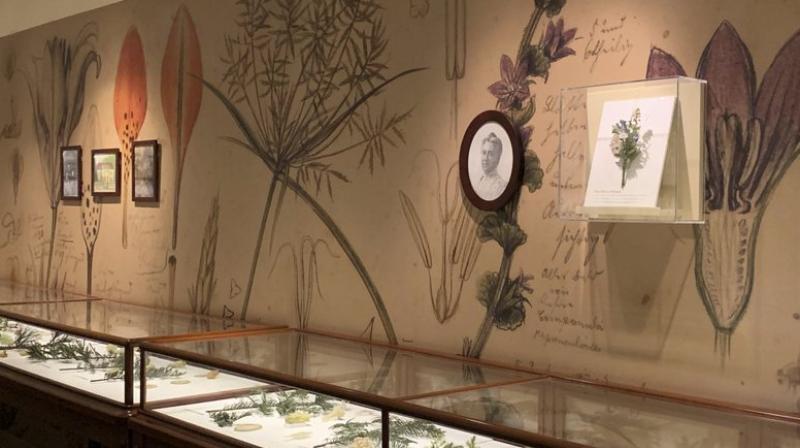 The flowers’ story of origin is equal parts ingenuity and happenstance. In the 19th century, there was no reliable medium for modelling or preserving plants to study. (Photo: AP) The flowers’ story of origin is equal parts ingenuity and happenstance. In the 19th century, there was no reliable medium for modelling or preserving plants to study. (Photo: AP)