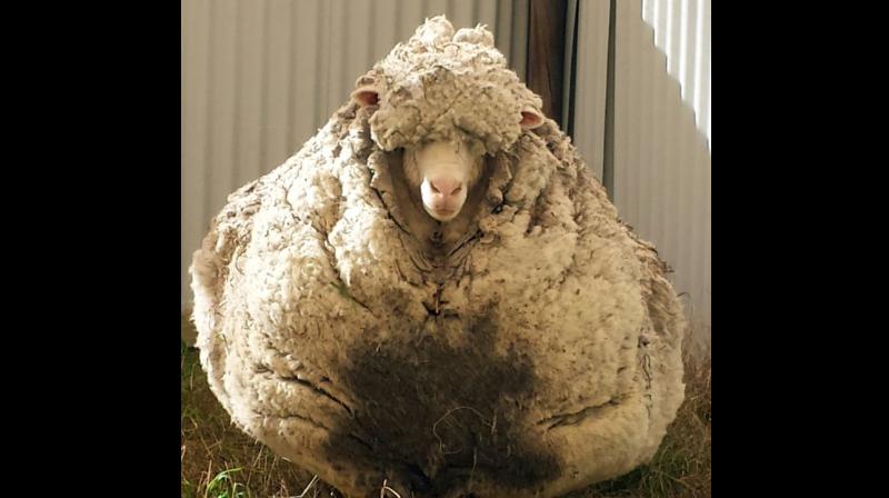 Chris the merino sheep made global headlines after being found wandering alone outside Australia's capital Canberra with masses of wool sagging from its frame in 2015. (Photo: AFP) Chris the merino sheep made global headlines after being found wandering alone outside Australia's capital Canberra with masses of wool sagging from its frame in 2015. (Photo: AFP)