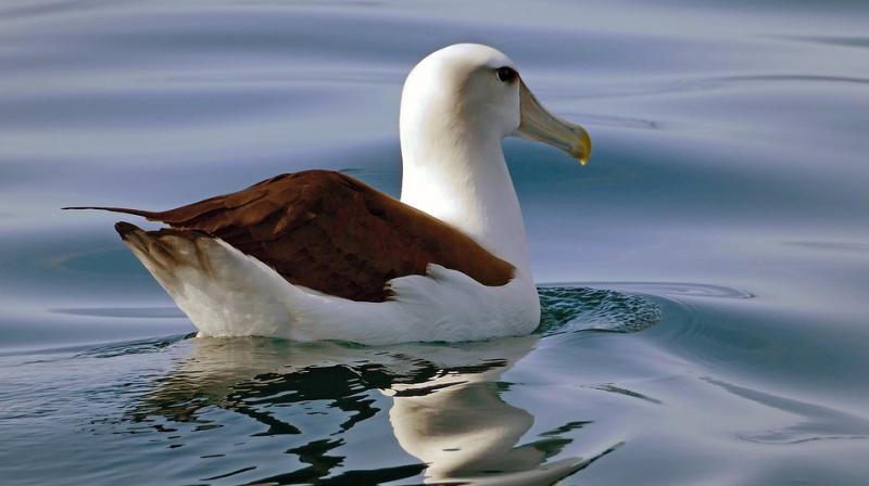 While albatosses mate for life, they do take a new partner if their mate dies. (Photo: Pixabay) While albatosses mate for life, they do take a new partner if their mate dies. (Photo: Pixabay)