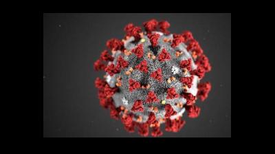 The researchers found that diABZI potently inhibits SARS-CoV-2 infection of diverse strains, including variant of concern B.1.351, by stimulating interferon signalling. (Representational image)