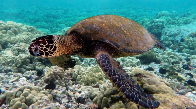 Green turtle swimming over coral reefs in Kona. Photo: Wikipedia Green turtle swimming over coral reefs in Kona. Photo: Wikipedia