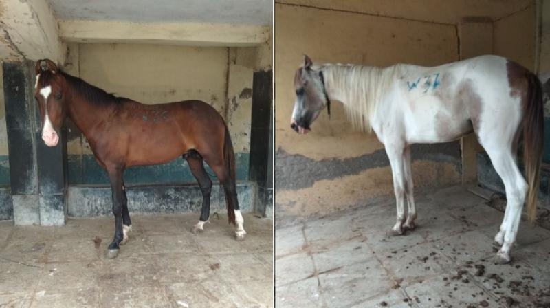Both the horses were transported to Brihanmumbai Municipal Corporation's (BMC) cattle pound in Malad for immediate medical examination and veterinary care. Both the horses were transported to Brihanmumbai Municipal Corporation's (BMC) cattle pound in Malad for immediate medical examination and veterinary care.