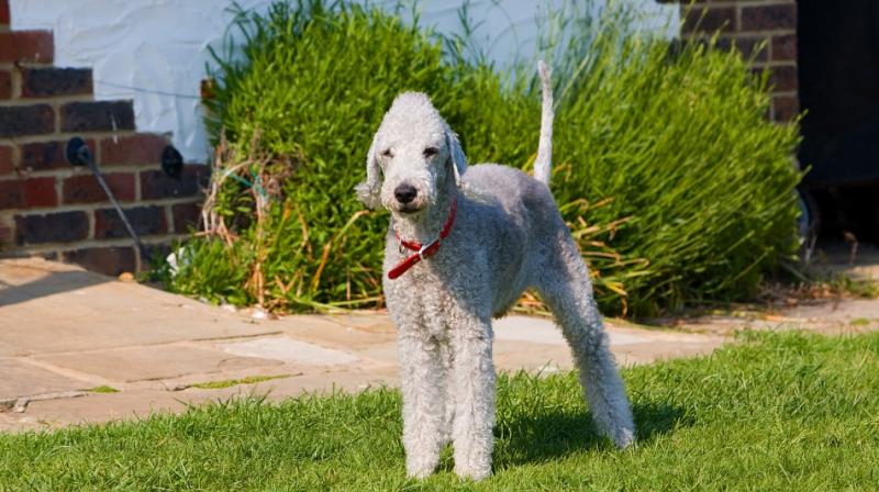 According to reports the RSPCA discovered the animal abuse after he was spotted having sex with the pooches. (Representational Image/ Pixabay) According to reports the RSPCA discovered the animal abuse after he was spotted having sex with the pooches. (Representational Image/ Pixabay)