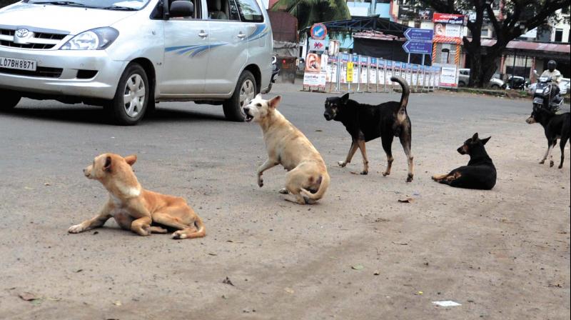 Stray dogs in Kochi, Kerala. (Photo: Sunoj Ninan Mathew) Stray dogs in Kochi, Kerala. (Photo: Sunoj Ninan Mathew)