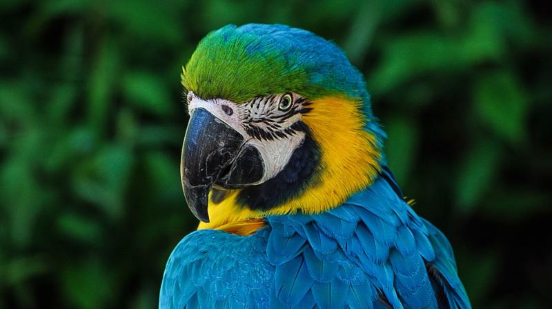 The family parrot accidentally exposed the alleged affair with the housemaid as it mimicked flirtatious exchange of words between them in front of his wife. (Representational Photo: Pixabay) The family parrot accidentally exposed the alleged affair with the housemaid as it mimicked flirtatious exchange of words between them in front of his wife. (Representational Photo: Pixabay)