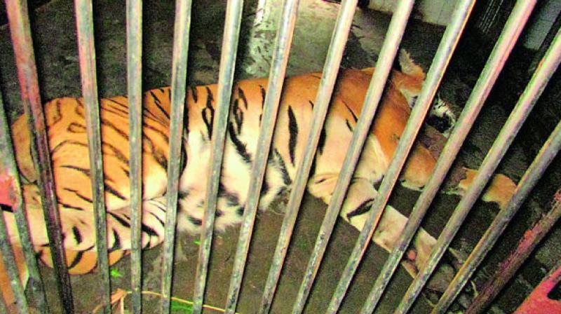 The Central Zoo Authority has issued directives to all recognised zoos in the country which have suggested health monitoring protocol for zoos. (Photo: Representational Image/PTI) The Central Zoo Authority has issued directives to all recognised zoos in the country which have suggested health monitoring protocol for zoos. (Photo: Representational Image/PTI)