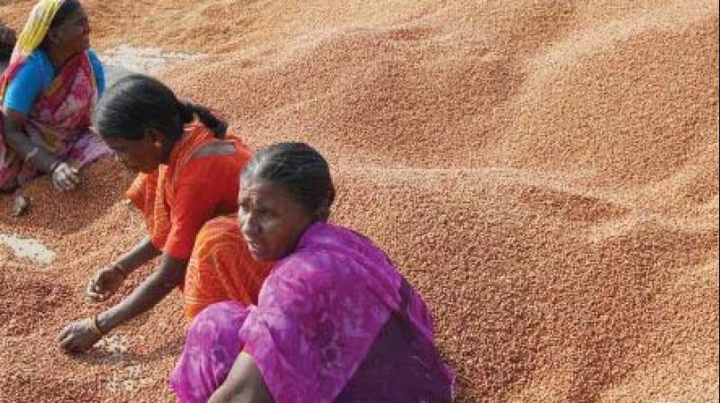 While Vijayapura has contributed 30 lakh quintals of the 75 lakh quintals of tur produced in the state, Kalaburgi has accounted for 40 lakh quintals. While Vijayapura has contributed 30 lakh quintals of the 75 lakh quintals of tur produced in the state, Kalaburgi has accounted for 40 lakh quintals.