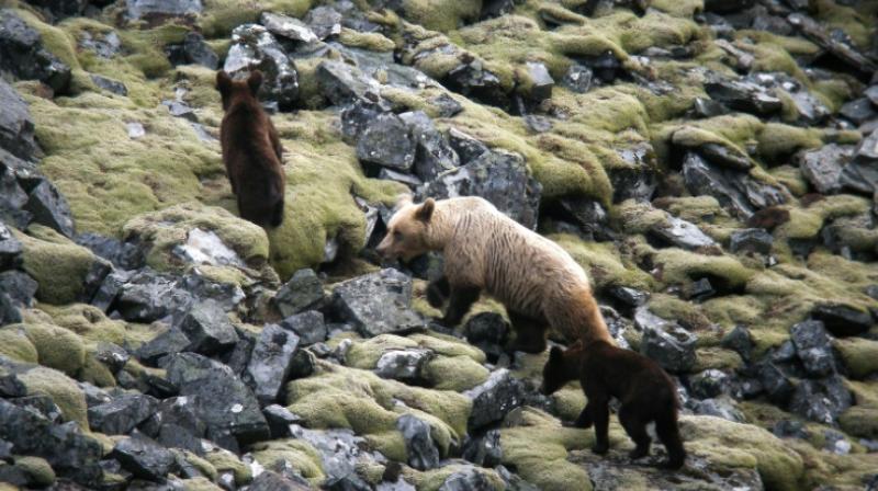 For decades, bears living in the two territories had been separated by new roads. (Photo: AFP) For decades, bears living in the two territories had been separated by new roads. (Photo: AFP)