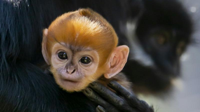 The baby's bright orange hair lasts just a few weeks before it begins to darken to the colour of its mother Noel's fur. (Photo: AFP) The baby's bright orange hair lasts just a few weeks before it begins to darken to the colour of its mother Noel's fur. (Photo: AFP)