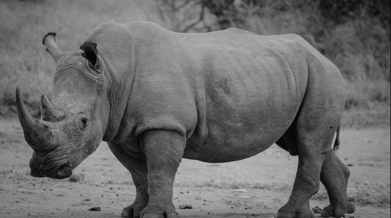 The last time a rhino was spotted in Chad was in 1972, according to official documents Chad submitted to South Africa. (Photo: Pixabay) The last time a rhino was spotted in Chad was in 1972, according to official documents Chad submitted to South Africa. (Photo: Pixabay)