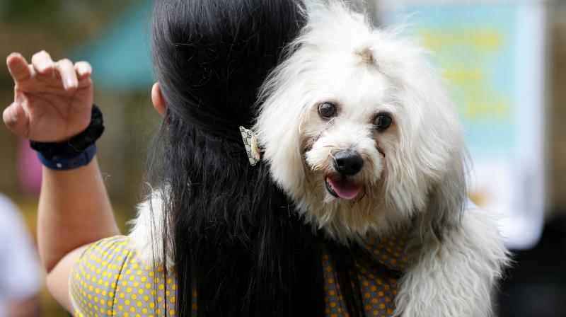 Homeless animals typically face cruelty or even extermination on the streets of the city. (Photo: Representational Image/ AP) Homeless animals typically face cruelty or even extermination on the streets of the city. (Photo: Representational Image/ AP)