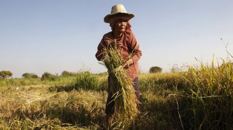 While many in Asia still do not get enough calories to thrive, in the Pacific the problem is too many empty calories. (Photo: AP)