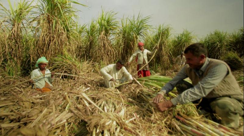This move is unlikely to have any significant impact on sugar prices or profitability of the sugar mills in the near term. This move is unlikely to have any significant impact on sugar prices or profitability of the sugar mills in the near term.