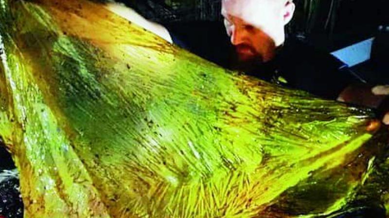 Darrell Blatchley pulls plastic out of the stomach of Cuvier's beaked whale which died from starvation. –Darrell Blatchley/D' Bone Collector Museum Inc Darrell Blatchley pulls plastic out of the stomach of Cuvier's beaked whale which died from starvation. –Darrell Blatchley/D' Bone Collector Museum Inc