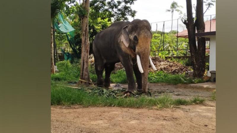 Elephant Thechikottukavu Ramachandran. (Photo: ANI) Elephant Thechikottukavu Ramachandran. (Photo: ANI)