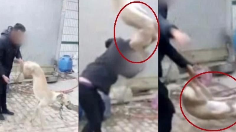 The video has went viral in China triggering outrage on social media (Photo: YouTube) The video has went viral in China triggering outrage on social media (Photo: YouTube)