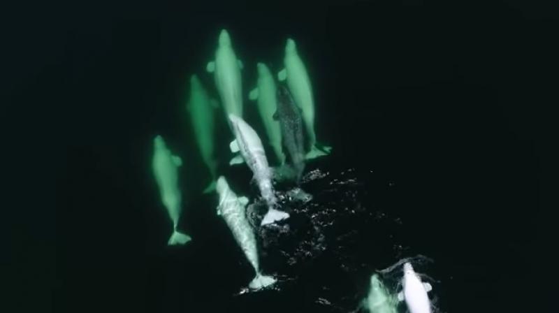 Their interactions, rolling and rubbing against each other near the water's surface and flashing their genitals, for example, suggests the narwhal has been fully accepted by the pod.(Photo: Youtube Screengrab/ AFP) Their interactions, rolling and rubbing against each other near the water's surface and flashing their genitals, for example, suggests the narwhal has been fully accepted by the pod.(Photo: Youtube Screengrab/ AFP)