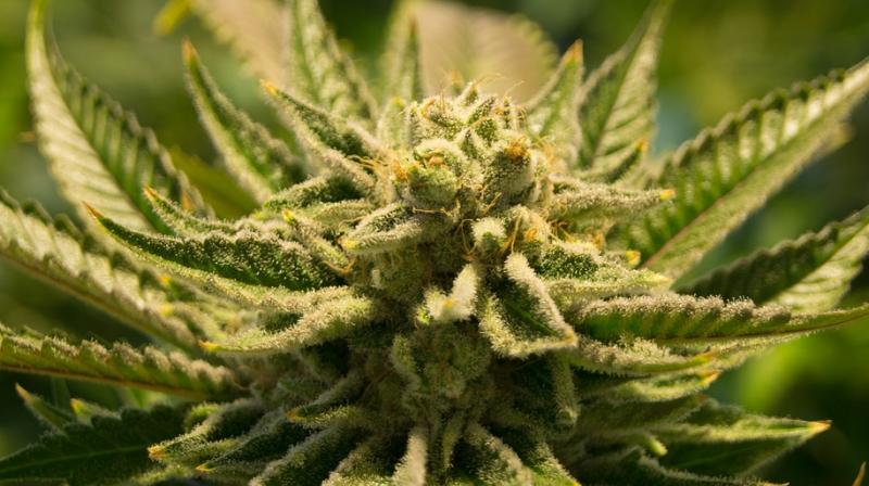 People who smoke marijuana have a three times greater risk of dying from hypertension. (Photo: Pixabay) People who smoke marijuana have a three times greater risk of dying from hypertension. (Photo: Pixabay)